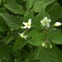 solanum_nigrum2md (Solanum nigrum)