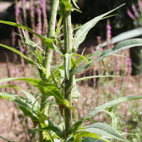 sonchus_palustris5md