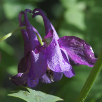 aquilegia_einseleana2bd (Aquilegia einseleana)