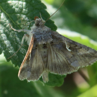 autographa_gamma5bd (Autographa gamma)