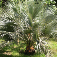 Brahea armata (Palmier bleu du Mexique)