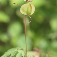 cardiospermum_halicacabum2md (Cardiospermum halicacabum)