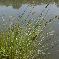 Carex disticha (Laîche distique)