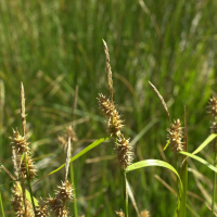 carex_rostrata2md (Carex rostrata)