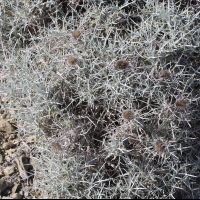 Carlina tragacanthifolia (Carline épine de bouc)