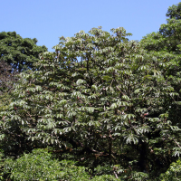 cecropia_polyphlebia2md (Cecropia polyphlebia)