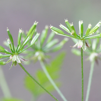 chaerophyllum_temulum3md (Chaerophyllum temulum)