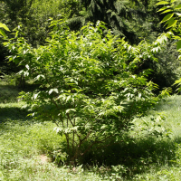 Chimonanthus praecox (Chimonanthe précoce)
