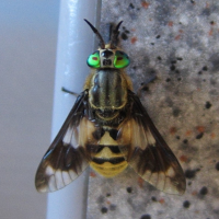 chrysops_relictus3bd