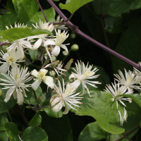 clematis_vitalba4md (Clematis vitalba)