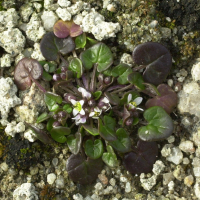 cochlearia_danica4md (Cochlearia danica)