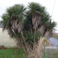 Cordyline australis (Cordyline)