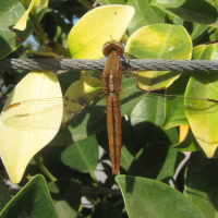 crocothemis_servilia2bd (Crocothemis servilia)