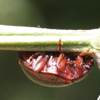 cryptocephalus_nitidus3md (Cryptocephalus nitidus)