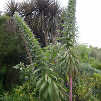 echium_pininana3md (Echium pininana)