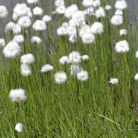 eriophorum_scheuchzeri3bd