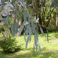 eucalyptus_perriniana2md (Eucalyptus perriniana)