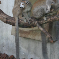 eulemur_coronatus2sd (Eulemur coronatus)