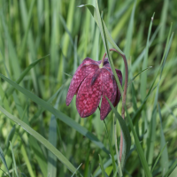 fritillaria_meleagris2sd