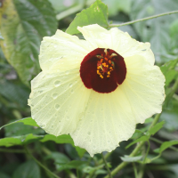 hibiscus_surattensis2md