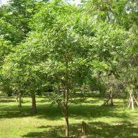 Koelreuteria paniculata (Savonnier)