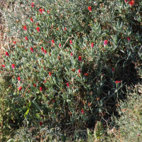 Lampranthus coccineus (Ficoïde rouge)
