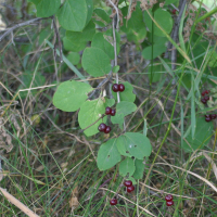 Lonicera nigra (Camerisier noir)
