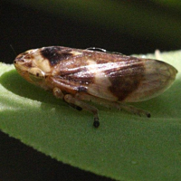 Philaenus spumarius (Cicadelle écumeuse)