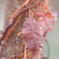 Phycodrys rubens (Algue feuille de chêne)
