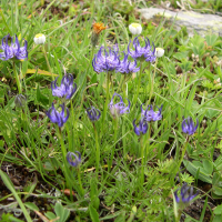 Phyteuma hemisphaericum (Raiponce hémisphérique)