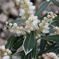 pieris_japonica_flaming_silver4md