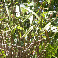 Scleria latifolia (Scleria)