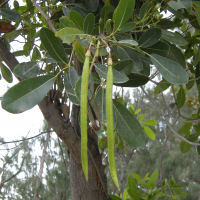 tabebuia_heterophylla6md (Tabebuia heterophylla)