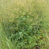 Thalictrum minus ssp. dunense (Petit pigamon)