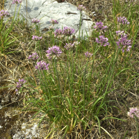 Allium montanum (Ail des montagnes)