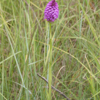 anacamptis_pyramidalis5bd (Anacamptis pyramidalis)