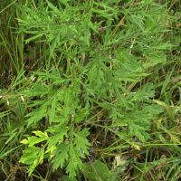 artemisia_vulgaris2bmd (Artemisia vulgaris)