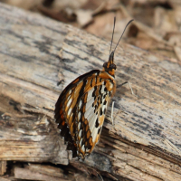 byblia_anvatara_anvatara5abd (Byblia anvatara ssp. anvatara)