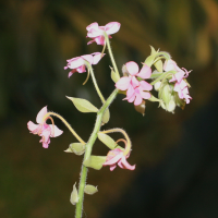 Calanthe cardioglossa (Calanthe)