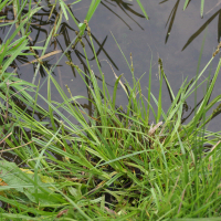 carex_cuprina4md (Carex cuprina)