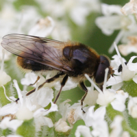 cheilosia_illustrata2md (Cheilosia illustrata)