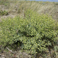 crambe_maritima3md (Crambe maritima)