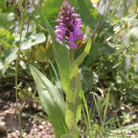 Dactylorhiza_praetermissa (Dactylorhiza praetermissa)