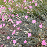 Dianthus caryophyllus (Œillet des fleuristes, Œillet giroflée)