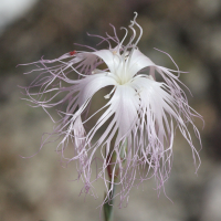 dianthus_crinitus3md (Dianthus crinitus)