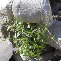 epilobium_anagallidifolium2md (Epilobium anagallidifolium)