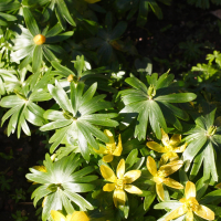 eranthis_hyemalis5md (Eranthis hyemalis)