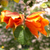fremontodendron_californicum2md
