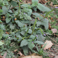 Heliotropium indicum (Héliotrope à feuille d'Ormin, Herbe à papillons, Héliotrope d'Inde, Héliotrope indien)