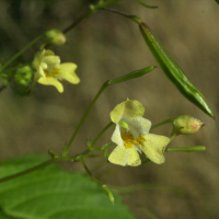 impatiens_parviflora3md